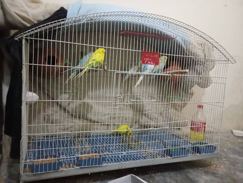 big deal only cage b mil skta or with parrots b 8 parrots hai total 3