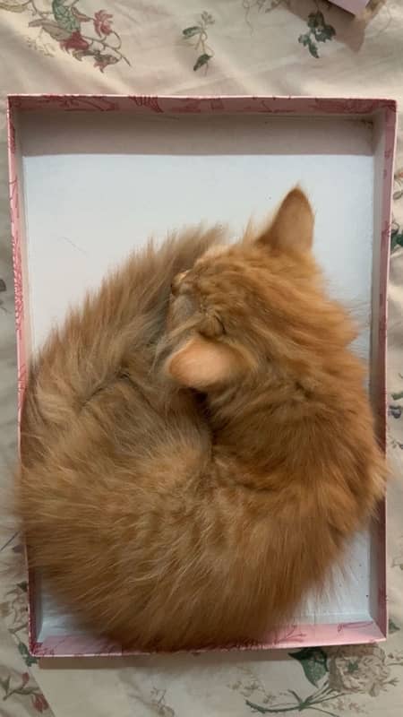 Persian female kitten orange tabby colour 0