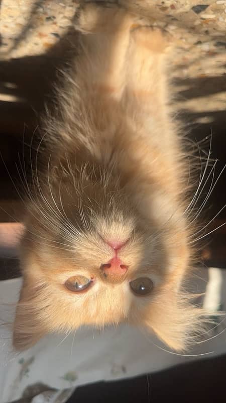 Persian female kitten orange tabby colour 1