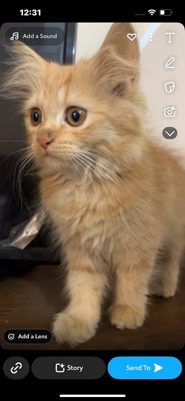 Persian female kitten orange tabby colour 2