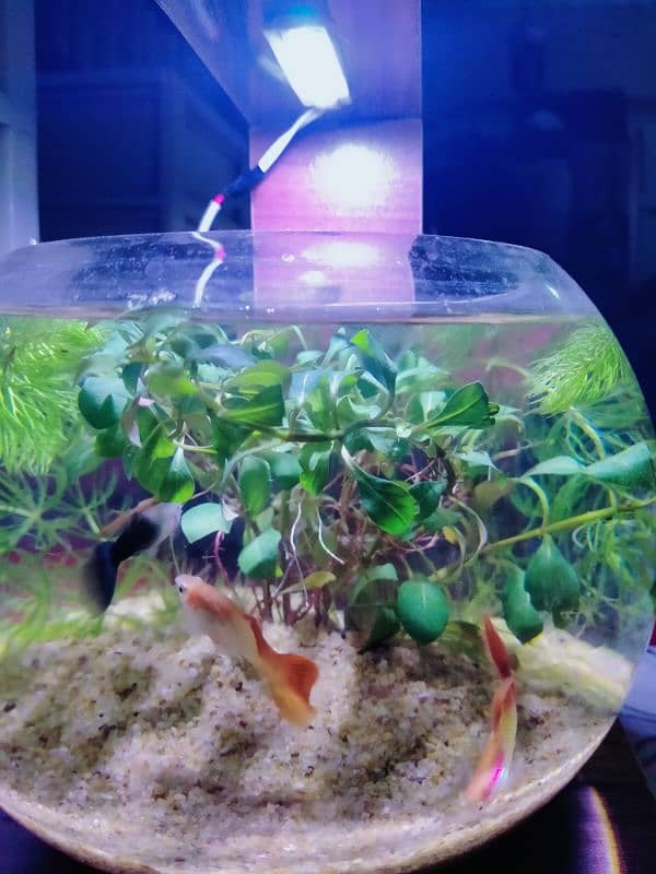 Planted Bowl With Fancy Guppy Fish (Aquarium) 0