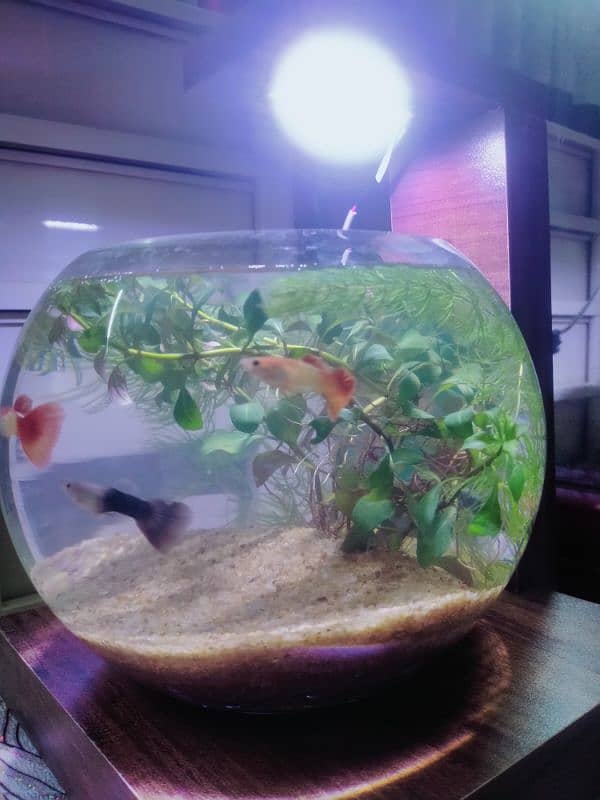 Planted Bowl With Fancy Guppy Fish (Aquarium) 1