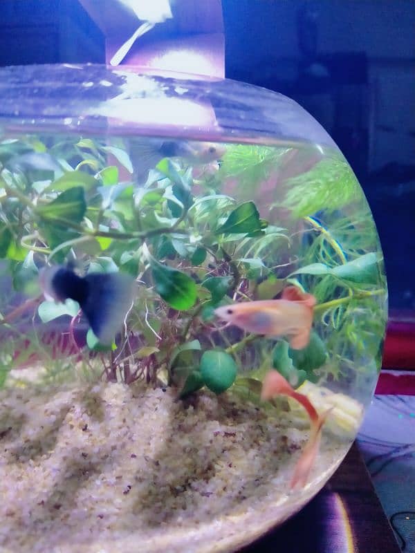 Planted Bowl With Fancy Guppy Fish (Aquarium) 2