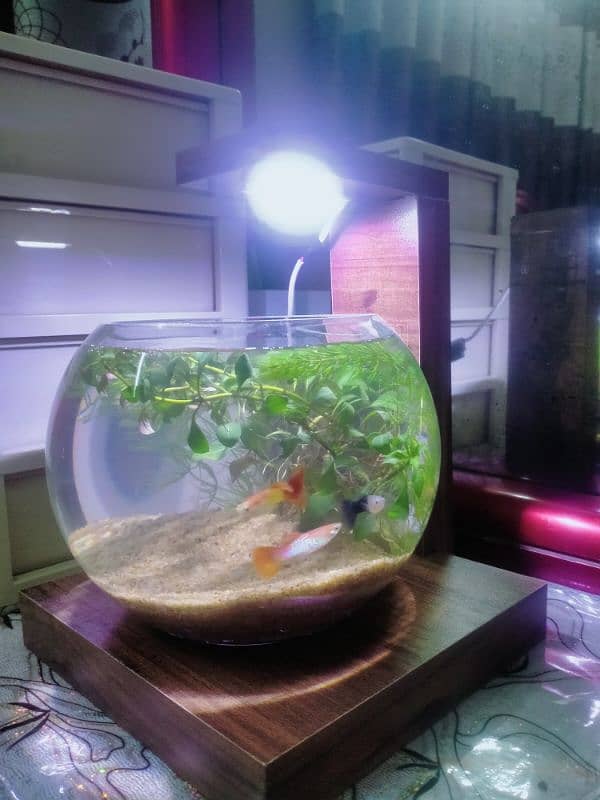 Planted Bowl With Fancy Guppy Fish (Aquarium) 3