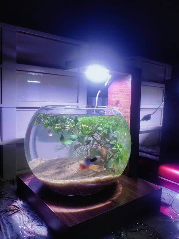 Planted Bowl With Fancy Guppy Fish (Aquarium) 4