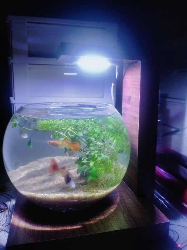 Planted Bowl With Fancy Guppy Fish (Aquarium) 5