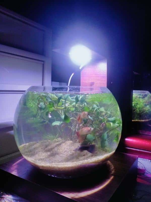 Planted Bowl With Fancy Guppy Fish (Aquarium) 6