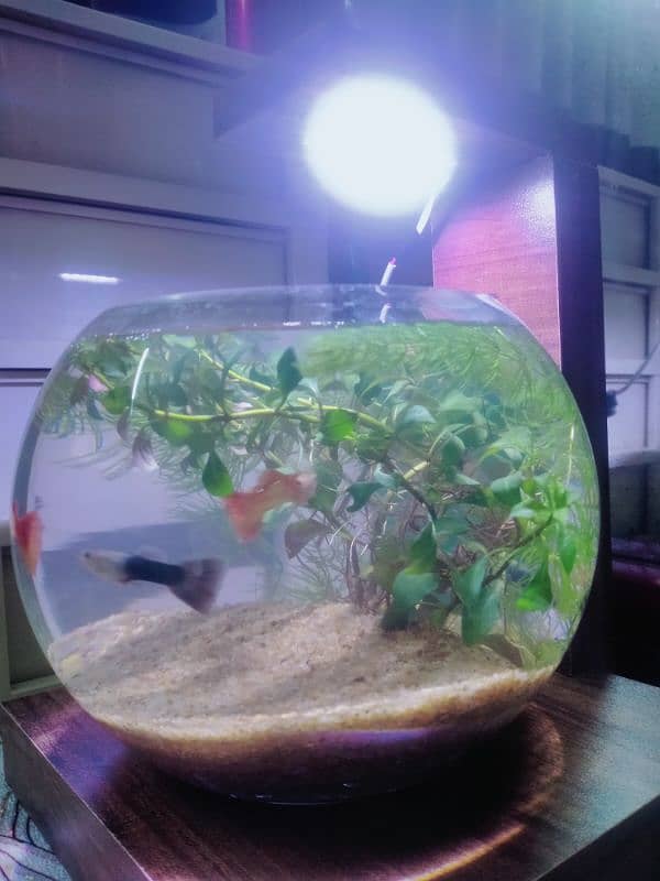 Planted Bowl With Fancy Guppy Fish (Aquarium) 7