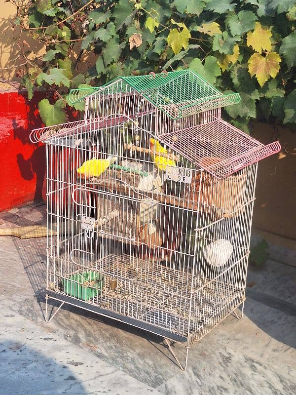 Common Latino Love Bird Red Eyes Breeding Pair + Cage 4