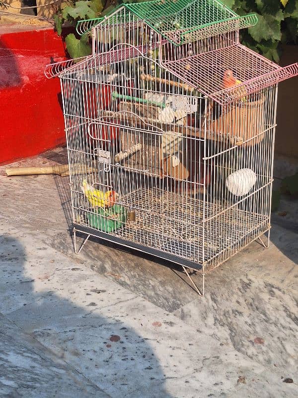 Common Latino Love Bird Red Eyes Breeding Pair + Cage 5