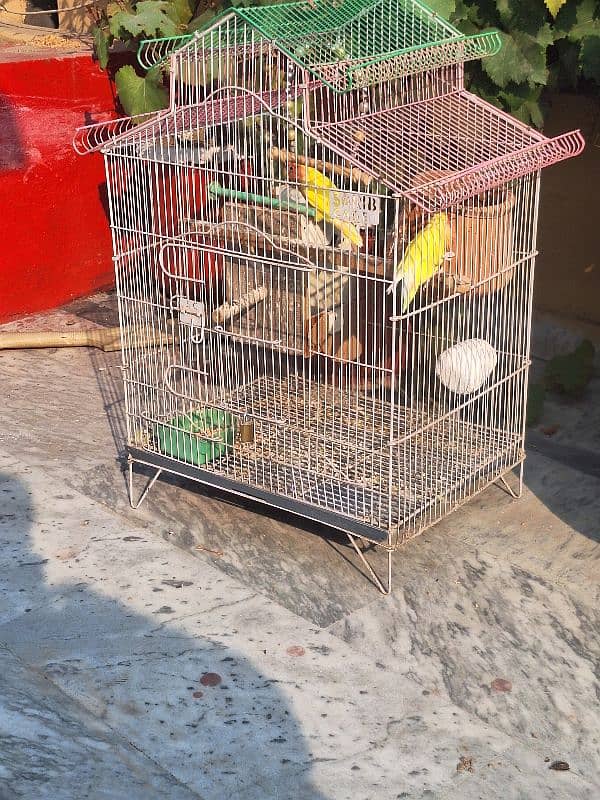 Common Latino Love Bird Red Eyes Breeding Pair + Cage 6