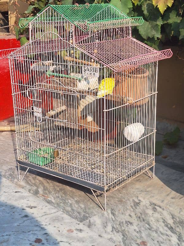 Common Latino Love Bird Red Eyes Breeding Pair + Cage 7