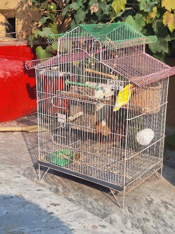 Common Latino Love Bird Red Eyes Breeding Pair + Cage 8