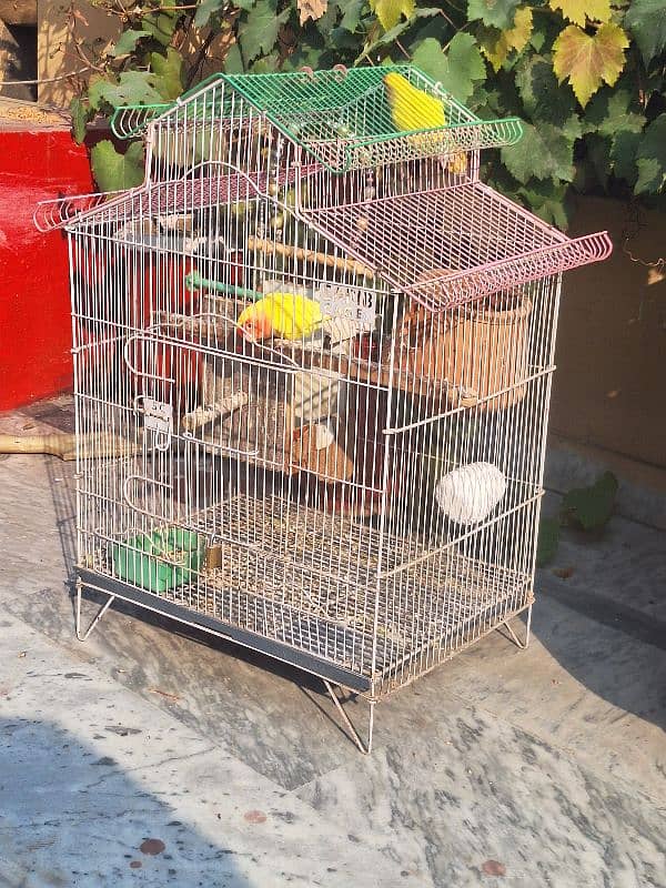 Common Latino Love Bird Red Eyes Breeding Pair + Cage 9