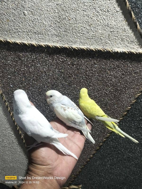 Hand Tame Budgie Parrot 0