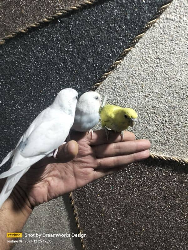 Hand Tame Budgie Parrot 1