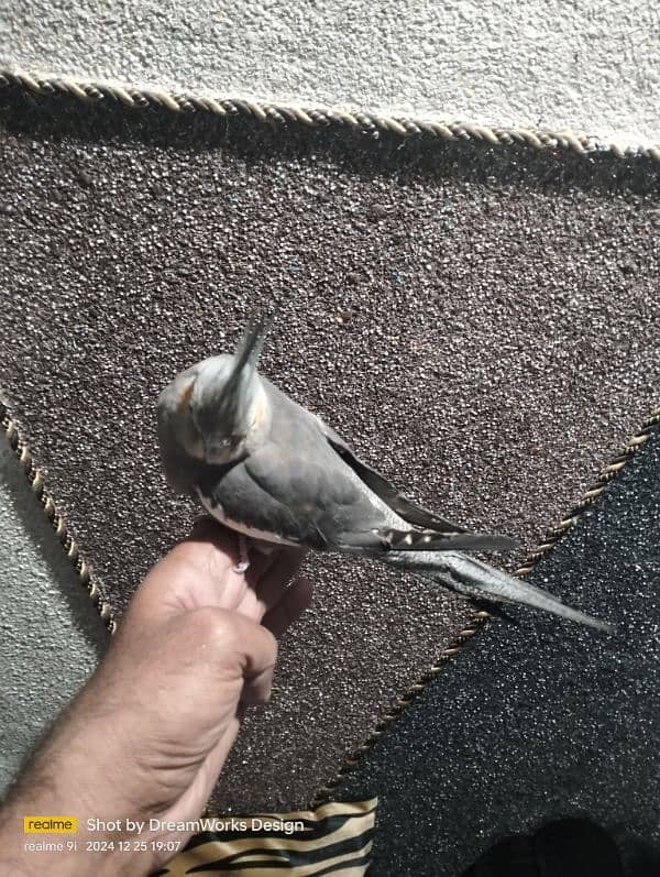 Hand Tame Budgie Parrot 2