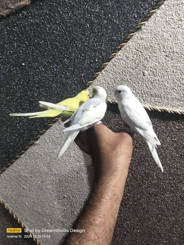 Hand Tame Budgie Parrot 9