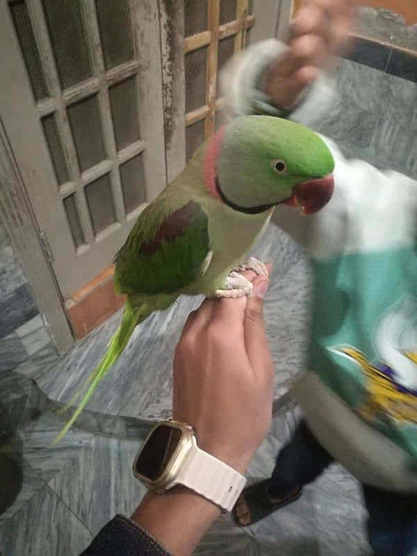 raw parrot hand tame hai or talking be karta hai bite nahi karta 0