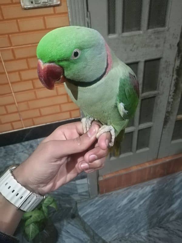 raw parrot hand tame hai or talking be karta hai bite nahi karta 1