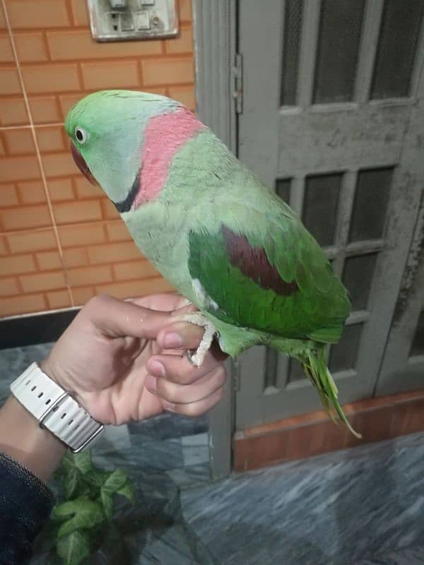 raw parrot hand tame hai or talking be karta hai bite nahi karta 2