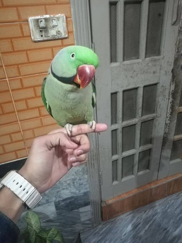 raw parrot hand tame hai or talking be karta hai bite nahi karta 3