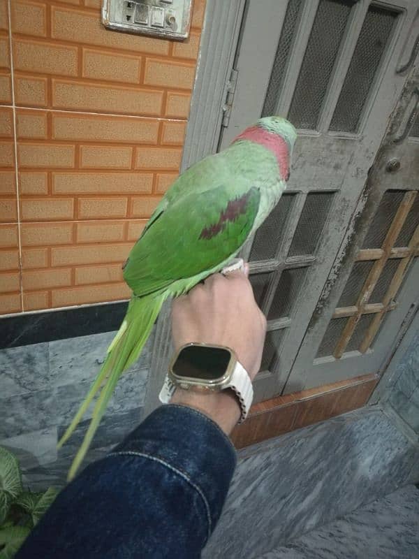 raw parrot hand tame hai or talking be karta hai bite nahi karta 4