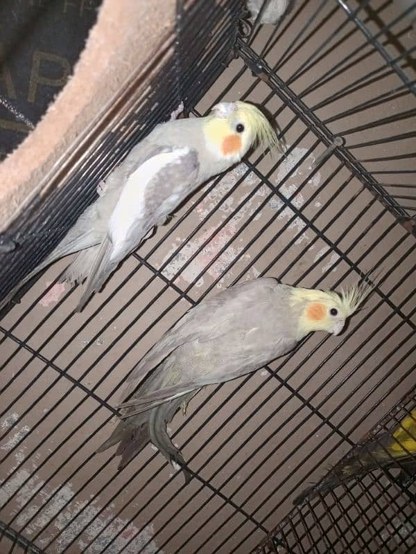 Cocktail parrot breader pair 5