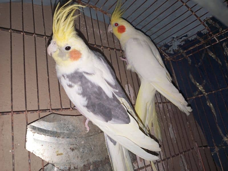 Cocktail parrot breader pair 7