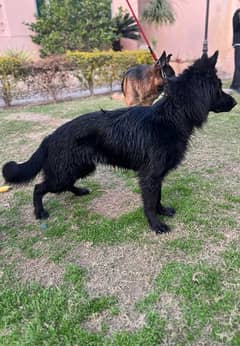 Black Shepherd