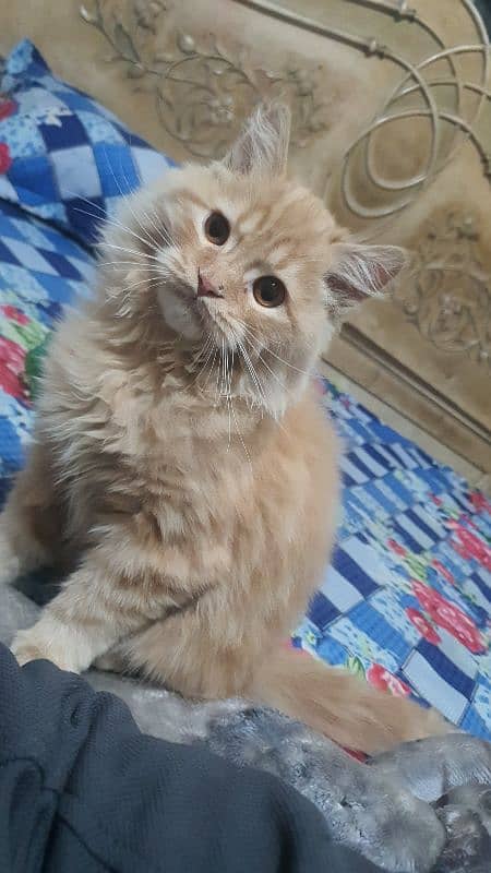 Triple Coat Persian Male Kitten 0