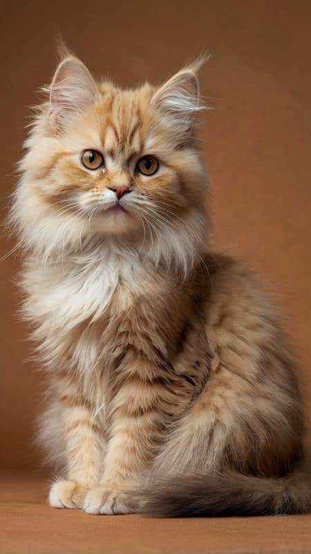 Triple Coat Persian Male Kitten 1