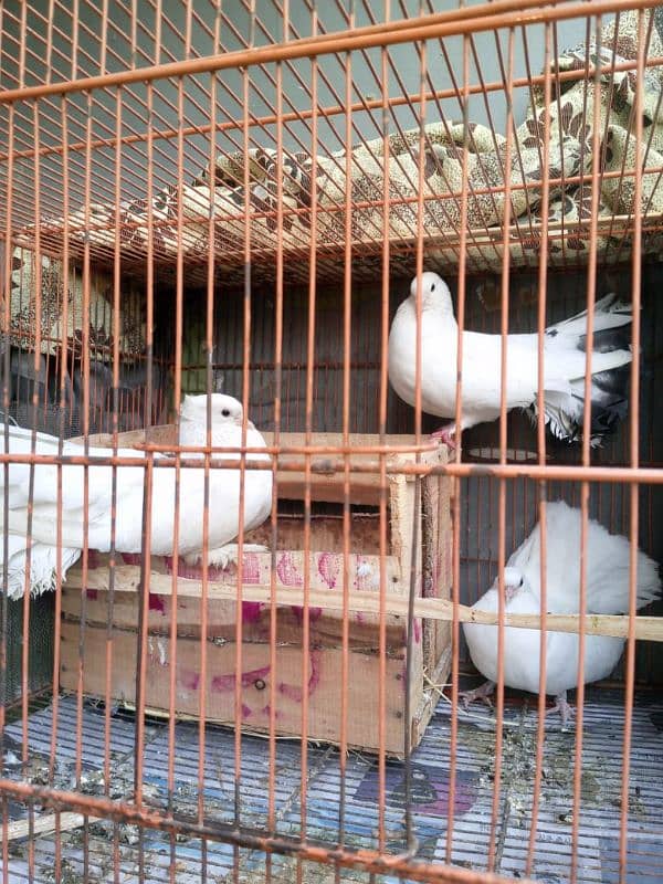 BEAUTIFUL FANCY LAKA PIGEON BREEDER PAIR AND HIS BABY 1