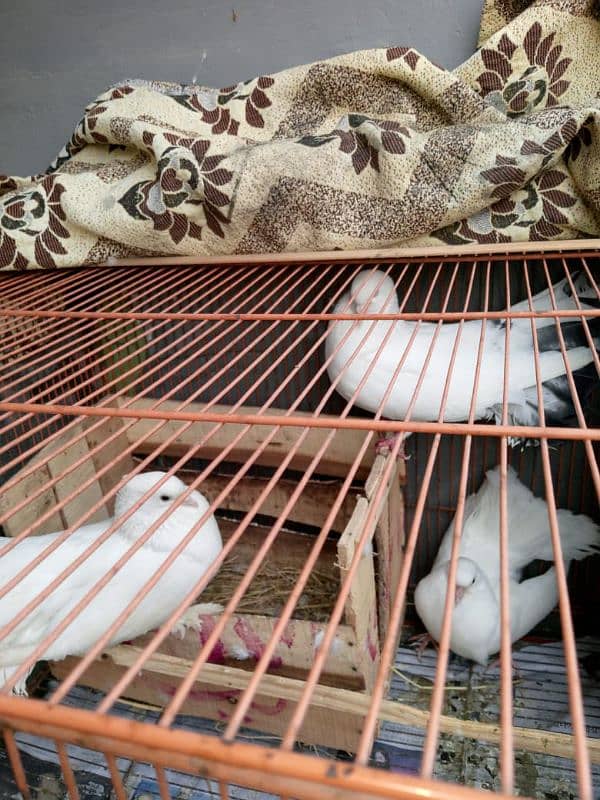 BEAUTIFUL FANCY LAKA PIGEON BREEDER PAIR AND HIS BABY 4