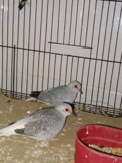 lovebirds breeder pair 3 pairs