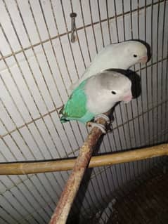 lovebirds breeder pair 3 pairs