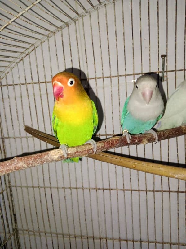 lovebirds breeder pair 3 pairs 2