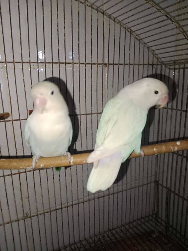 lovebirds breeder pair 3 pairs 3