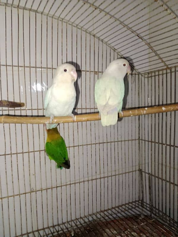 lovebirds breeder pair 3 pairs 4