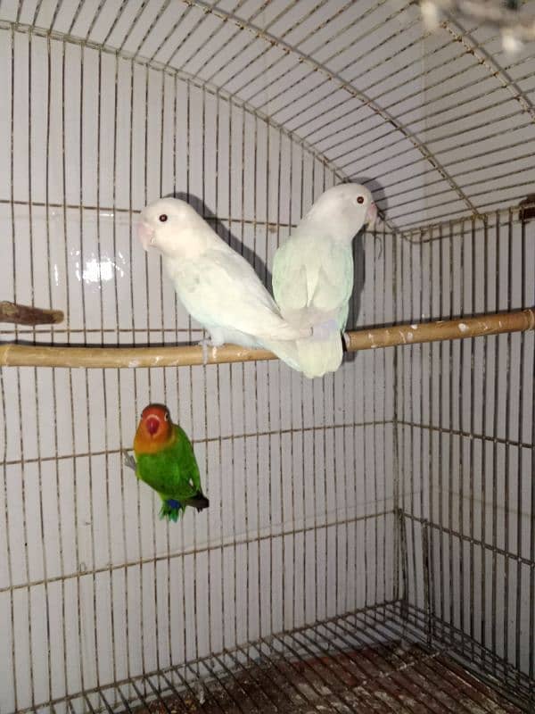 lovebirds breeder pair 3 pairs 5