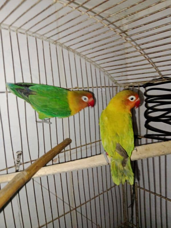 lovebirds breeder pair 3 pairs 6