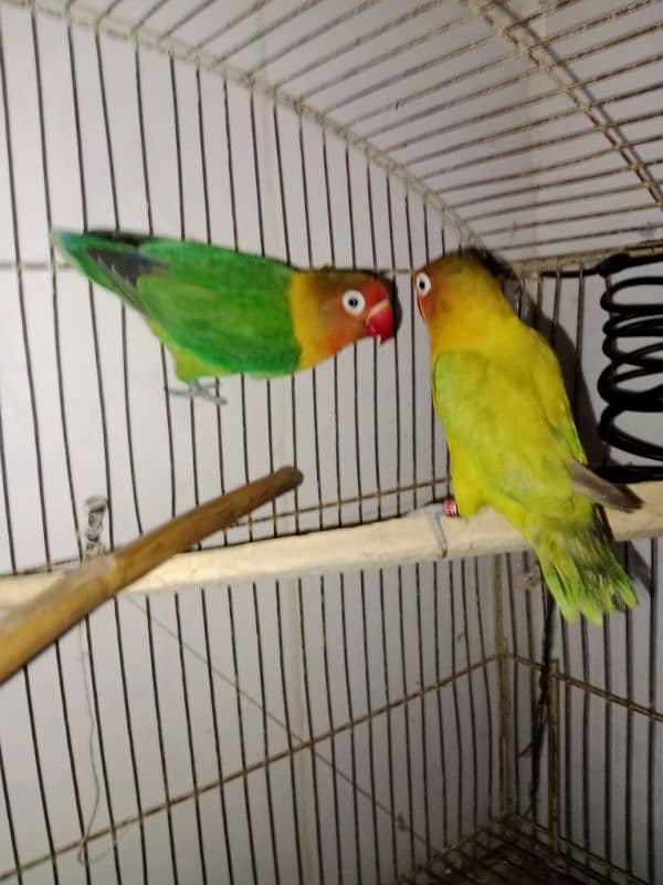 lovebirds breeder pair 3 pairs 7