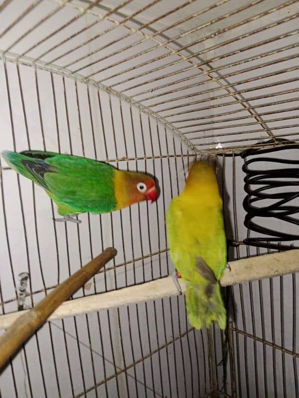 lovebirds breeder pair 3 pairs 8