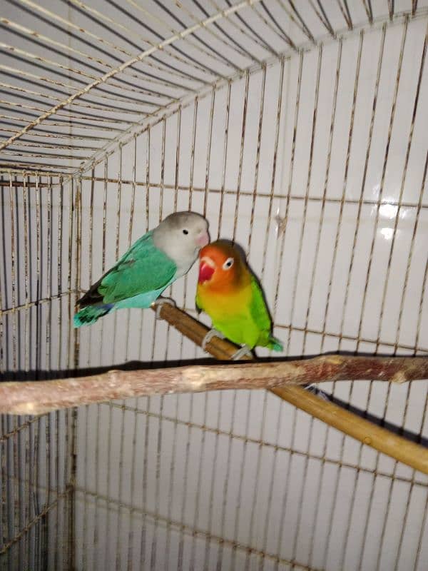 lovebirds breeder pair 3 pairs 9