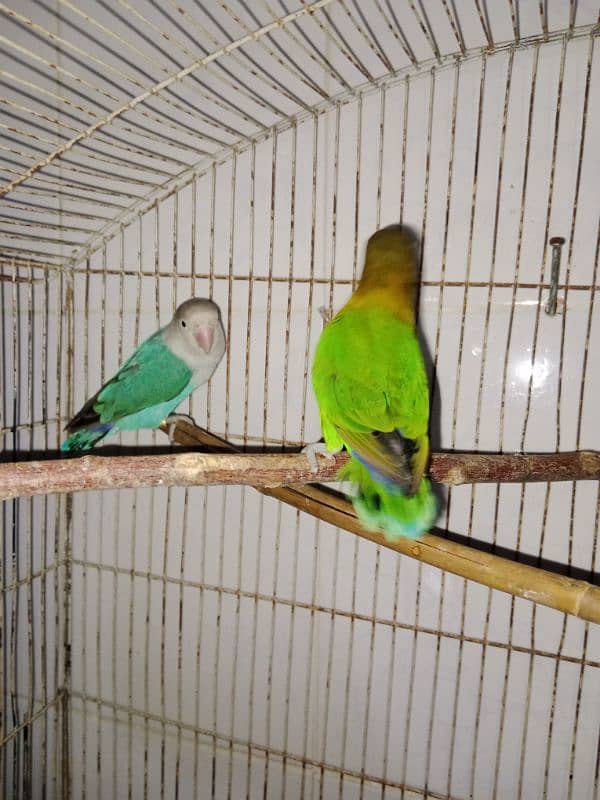 lovebirds breeder pair 3 pairs 10