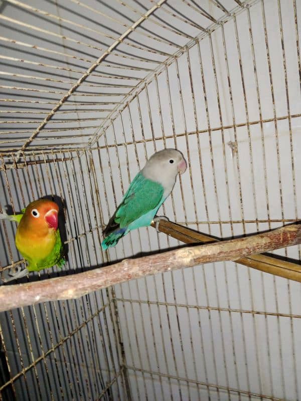 lovebirds breeder pair 3 pairs 11