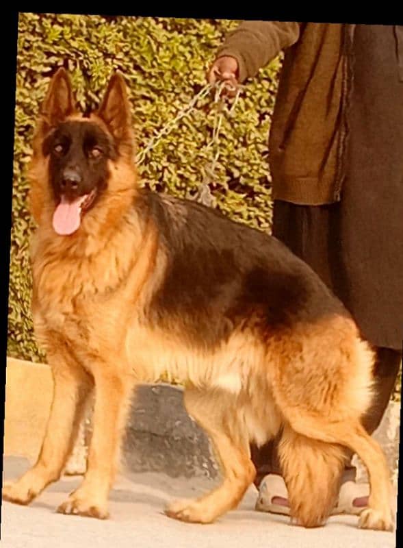 German shepherd male triple code for sale 0