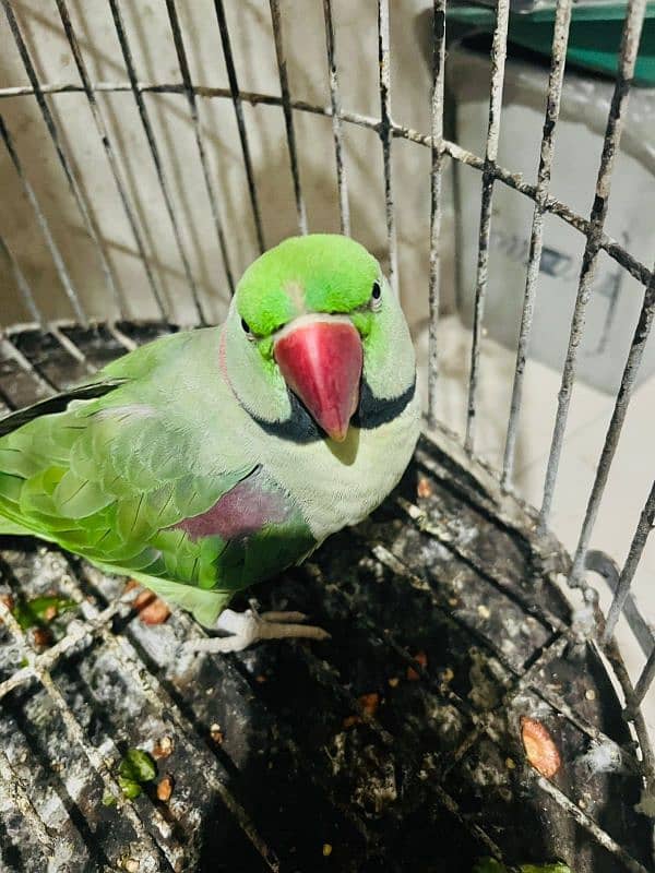 Raw Alexander breeder male yellow ringneck female breeder 0