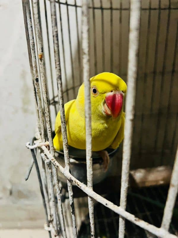 Raw Alexander breeder male yellow ringneck female breeder 1