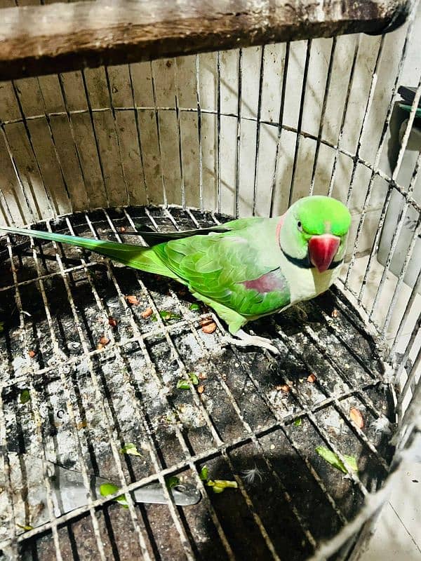 Raw Alexander breeder male yellow ringneck female breeder 2